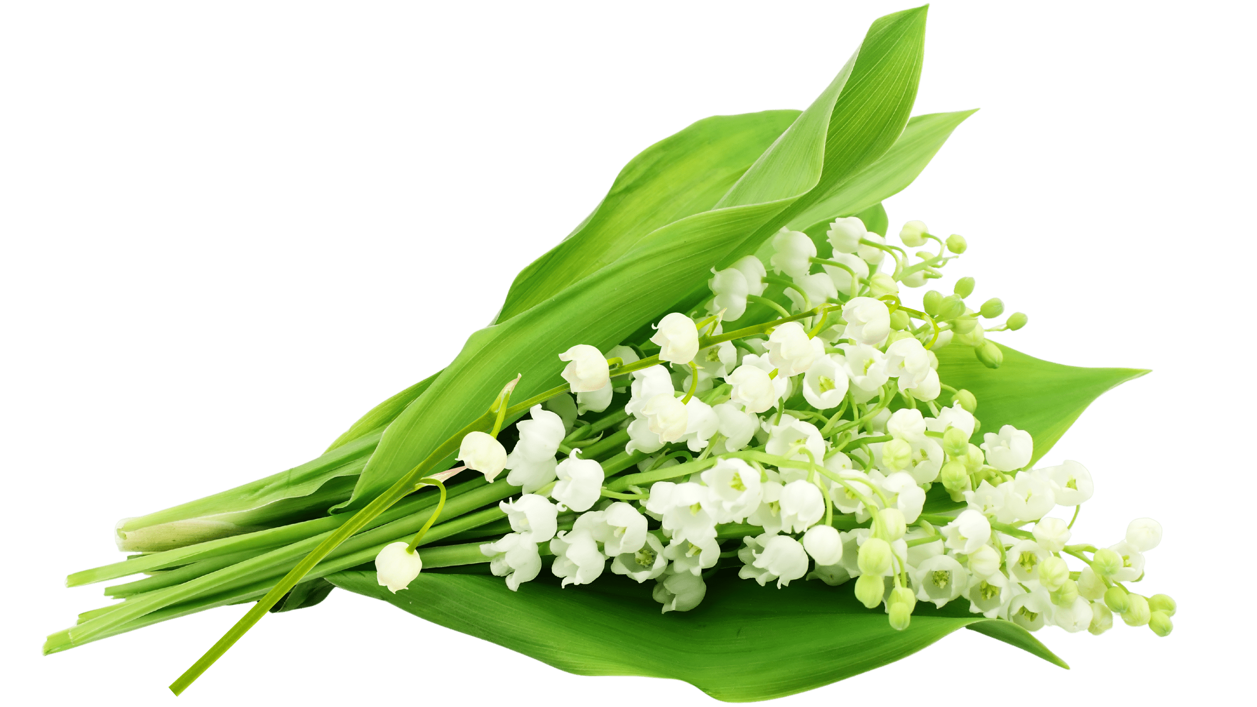 Brin de muguet.