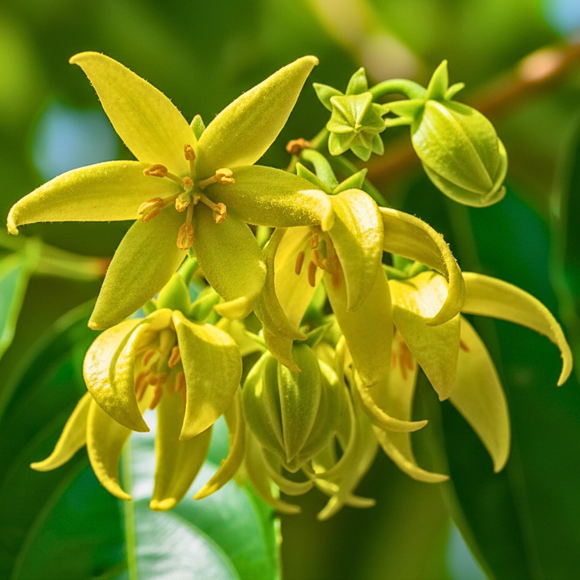 Ylang-ylang et Orchidée - notes de tête